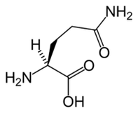 L-glútamín í Keto Diet